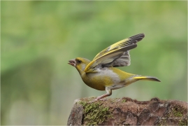 <p>ZVONEK ZELENÝ (Carduelis chloris) Bohuslavice nad Vláří ---- /European greenfinch - Grünfink/</p>
